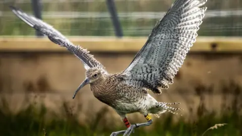 Curlew, brown bird with speckled wings, mid-flight