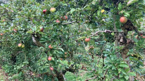 A row of apple trees with apples hanging from them