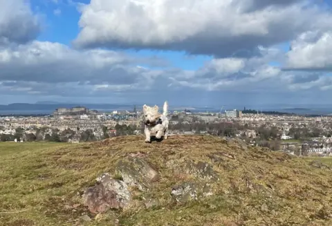 Scott McVicar Small, white, terrier-style dog running on a hill with its fur blowing in the wind and houses in the far distance