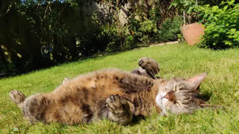 A tabby cat rolls on its back in the sun on a lawn with trees in the background of the garden