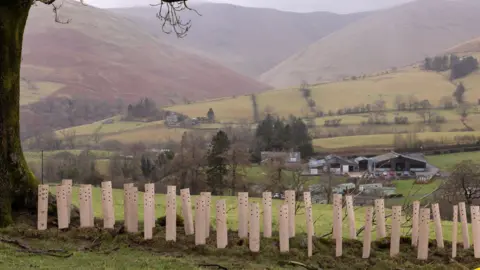 Arpund 35 cream tubes around the planted trees which are only just poking out the top. To the left there is a large tree. They are planted on a grassy slope with a farm visible in the valley below. There are hills in the background which are slightly misty. The sky above is grey.