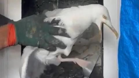 A seagull with its beak open is held by two large gloved hands