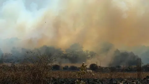 Richard Martin White smoke rises in the distance from an area of green trees. In the foreground is shrubbery with tall dry grass behind it and some more trees and hedging. 