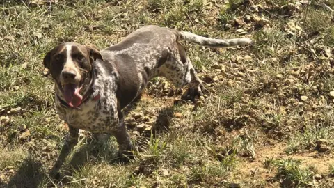 A large brown and white short-haired dog looks at the camera with its tongue out. It is standing on rocky ground with green grass. 