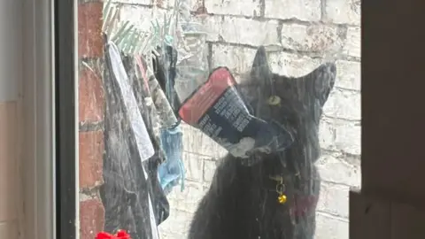 Meaghan Robertson A black cat looks up at a window with a pouch of cat food locked between its jaws. A clothes line with pegs and clothes can be seen behind it. 