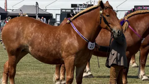 Liz Nice/BBC A Suffolk punch stands sideways next to her handler. Her mane is decorated in purple and white ribbon. Other Suffolk punches line up along side her