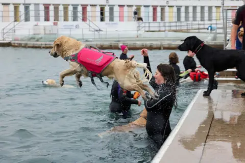 Penzance Council/Greg Martin A golden retriever dives into the pool earring a bright pink life vest, while other dogs stand on the side or swim. Owners in the pool are wearing life vests.