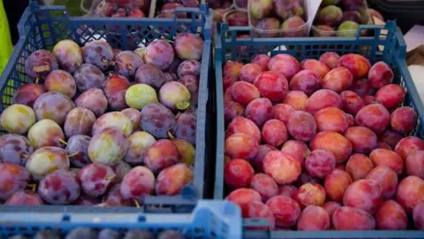 Two plastic crates containing plums. On the left the plums are purple in colour with green on them, and on the right they are more red in colour.
