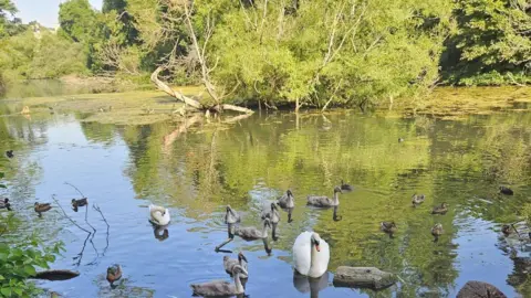 Kent County Council Two white swans and several cygnets swimming in a river.