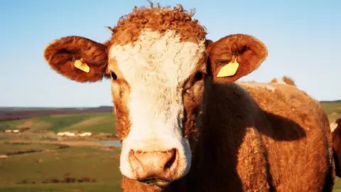 A brown and white cow is looking into the camera. There are yellow tags on its ears. Fields are in the background. 