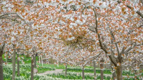 Phil Wilkinson Dozens of cherry blossom trees in bloom. The white and orange flowers dot the trees. Below them, is a path way and grassy areas plated with white daffodils which are also in bloom.