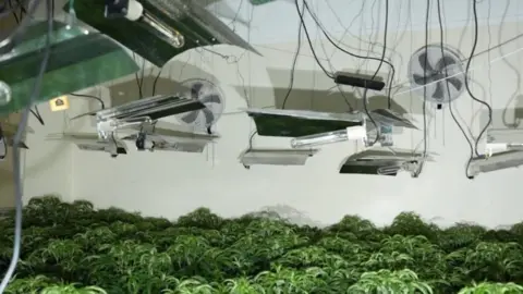 Northamptonshire Police A white-walled room in which the floor is covered in green-leaved plants. There are lights and other metal-covered equipment suspended from the ceiling. There are two electric fans suspended from the ceiling.