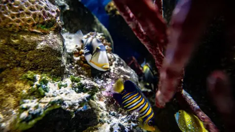 A number of brightly coloured tropical fish swim over a rock. Red seaweed is visible. 