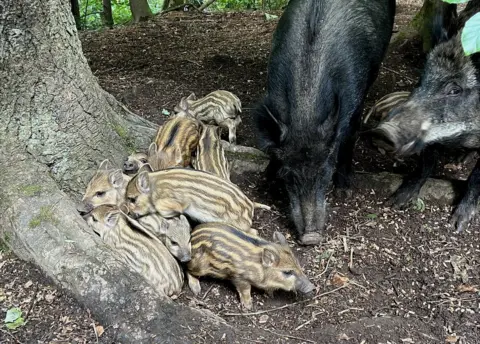 Kenny Ringland  Boar piglets huddling to keep warm in the Irvine Valley