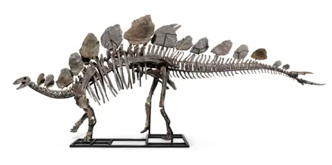 CHRISTIE'S IMAGES LTD. 2024 The Stegosaurus skeleton 