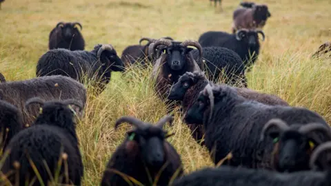 A field full of black sheep with horns