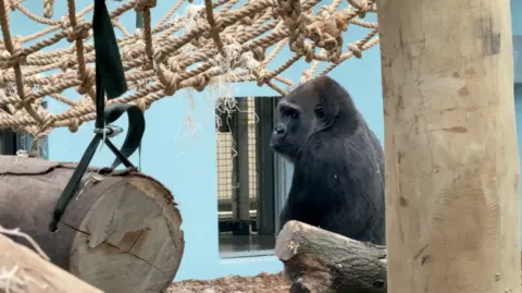 A gorilla sits beside a large cut log beneath a woven rope climbing net, with wooden poles and metal fixtures visible in the background of an indoor habitat.