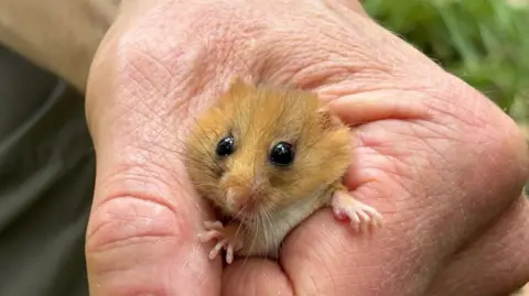 BBC A hazel-coloured dormouse, looking straight out from the hand of a wildlife officer.
