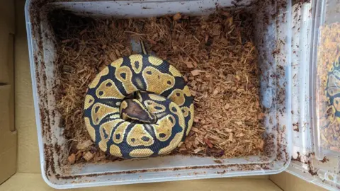 RSPCA A snake with yellow and black markings can be seen coiled into a tight circle in a box. 