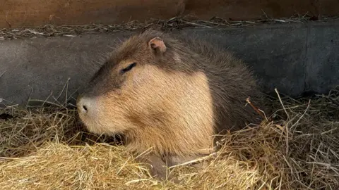 A capybara basking in the sunshine on a bed of straw. She has light brown fur and is facing sideways whilst resting on her paws. There is a concrete structure behind her.