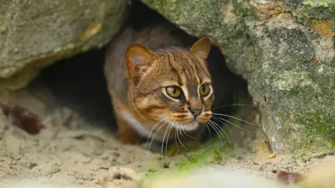 A small cat peering out of a rocky and sandy burrow. It has long whiskers and is a redish-brown colour.