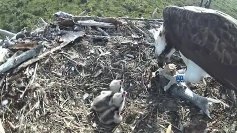 Among a pile of twigs two chicks can be seen with a parent osprey who has a been ringed. 