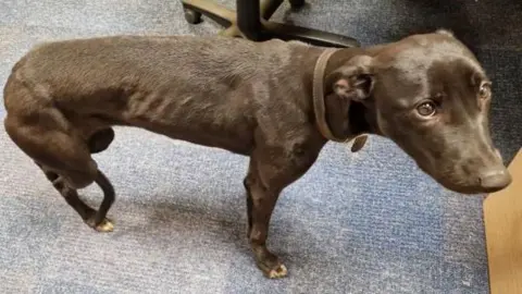 A medium sized dog with a brown coat and brown eyes and brown collar with ribs showing