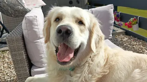 Roma Morgan Kobi lying outside on garden furniture, on top of light grey outdoor cushions. His mouth is open, showing his pink tongue.