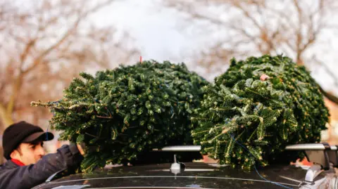 Getty Images A man ties two Christmas trees to the roof of a car.