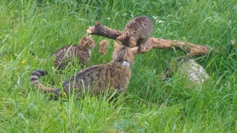 A female Scottish wildcat with her kittens in the Cairngorms National Park