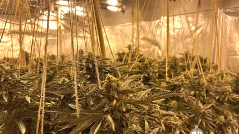 Dyfed-Powys Police Cannabis plants growing in a room. There are yellow lights shining down on the plants. 