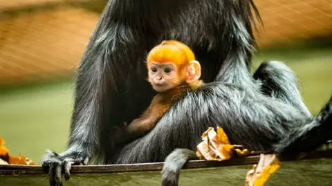 Lee Button An orange coloured monkey clinging to its mother which is sitting on a wooden platform.