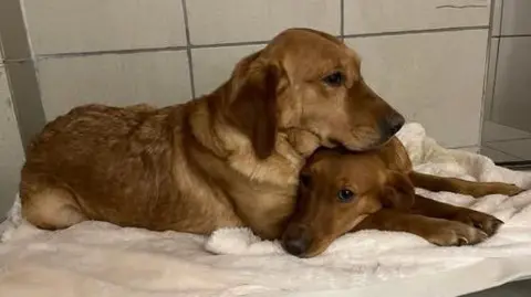 Hope Rescue Two yelow Labrador Retriever dogs lying together on a blanker, one with its head resting on the other's head.