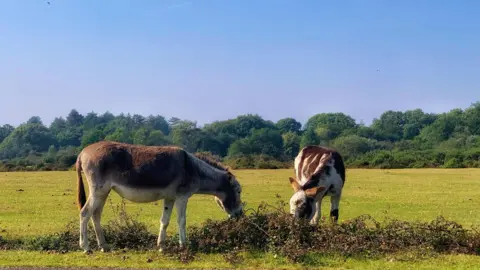 Two animals are feeding in a grassy field under a blue sky - a treeline can be seen in the distance