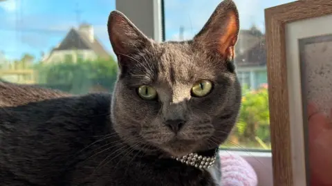 A grey cat with large green eyes, wearing a diamante collar and lying on a window sill. 