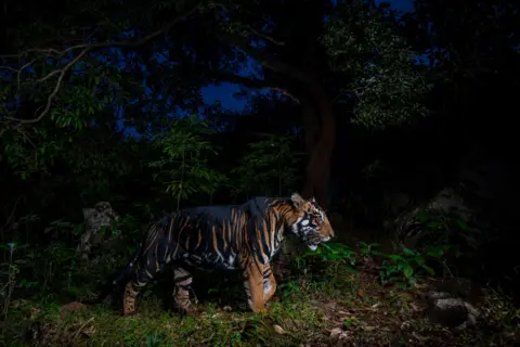 Prasenjeet Yadav/Wildlife Photographer of the Year A tiger stands mid-step in a dense, dark forest, illuminated by a flash that highlights its unusually thick, dark stripes. Surrounding foliage fades into dark background, emphasising the animal’s alert posture and glowing eyes. 