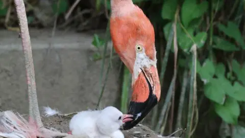 Director Alison A flamingo feeding its white fluffy chick. The beak of the mother is pink, with black on it. The chick is white, small and fluffy. There are leaves in the background.