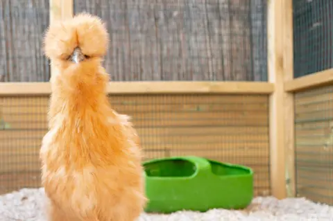 young golden silkie bantam hen seen looking inquisitively at the photographer in her large, clean enclosure chicken enclosure. - stock photo
