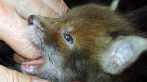 Les Hemstock Ben as a fox cub being fed