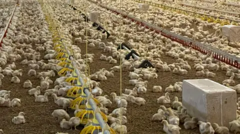 The image shows the inside of an industrial chicken shed. There are pipes across the shed with yellow feeders and red water holders hanging below. Hundreds of young chickens are gathered around the feeders or sitting on the wood shavings on the floor.