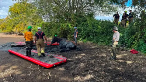 Bedfordshire Fire and Rescue Service The horse is upright in a seated or partially reclined position rather than fully standing, after being extracted from the mud. Several people are gathered around the horse at various distances.