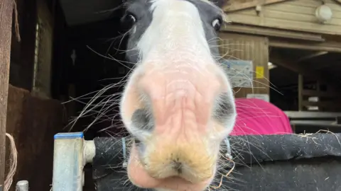 A close-up of a horse's face. It has a white nose and black head. It is looking down at the camera and has its head over the fence.