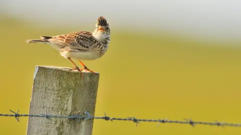 Fergus Gill Skylark