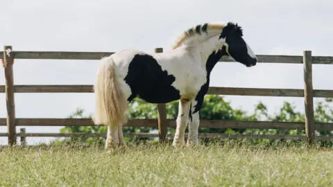 Arty, a 12-year-old piebald cob, stands next to a fence in a field after being rescued from the roadside. He is a white horse with black patches.