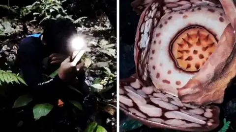 A speckled flower with an orange centre can be seen amid dark foliage.