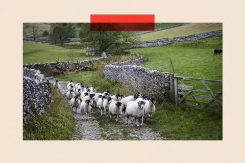 Bloomberg via Getty Images A farmer herds a flock of sheep along a track surrounded by dry stone walls in the Yorkshire Dales 