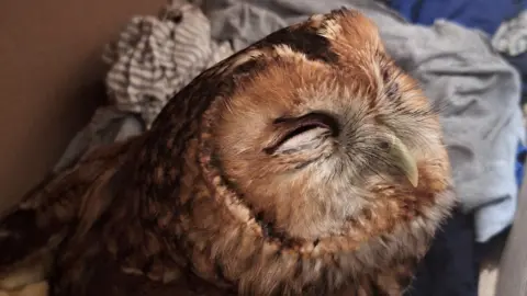 Emily Bentham A close-up shot of a brown-auburn coloured owl. It is sitting in a small box that is lined with soft materials like clothes. The owl has its eyes closed. 