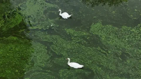 PA Media Two white swans, pictured