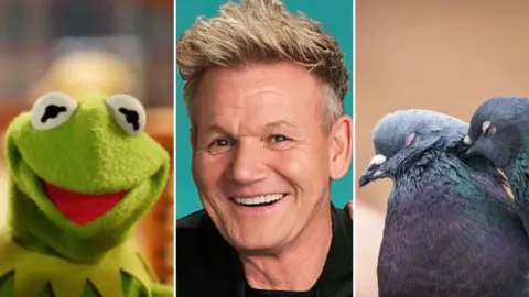 Montage: close-up of Kermit the frog, a green felt puppet with half table tennis balls for eye and a big red mouth; Gordon Ramsey who has a lined face, blonde quaffed hair and is smiling; two pigeons from the side, eyes closed as they cuddle up to each other