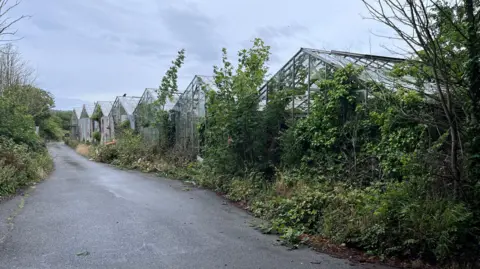 BBC An old greenhouse site overgrown with vines and other plants
